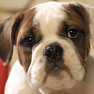Bergenline Animal Hospital - North Bergen, NJ - Veterinarians serving North Bergen, Union City, Cliffside Park, Fairview, West New York and more. Welcome to our site! Bergenline Animal Hospital - North Bergen, NJ - Veterinarians serving North Bergen, Union City, Cliffside Park, Fairview, West New York and more. Welcome to our site!